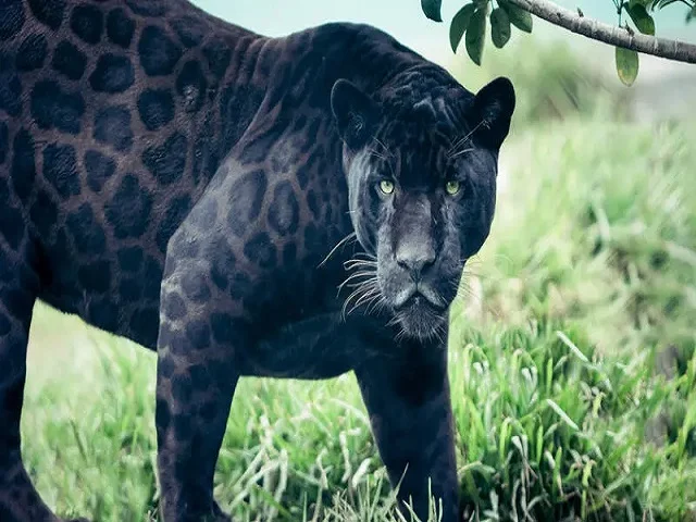 Tadoba and Nagzira Tour