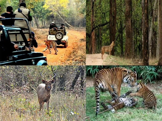 Tadoba Weekend Tour